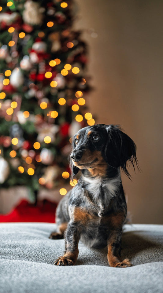 Kepping Your Dog Safe At Christmas - Pettle Pets