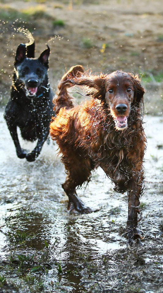 Mud Glorious Mud! Essential Tips For Cleaning Muddy Dogs! - Pettle Pets