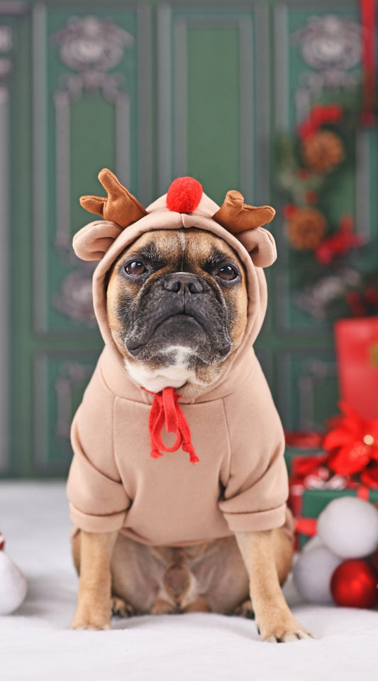 Unsafe Foods For Dogs At Christmas - Pettle Pets